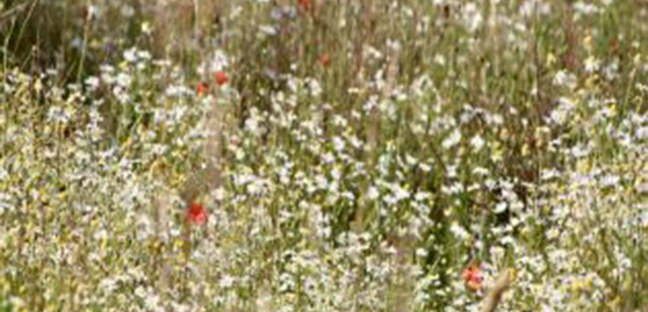 Wild Seeds