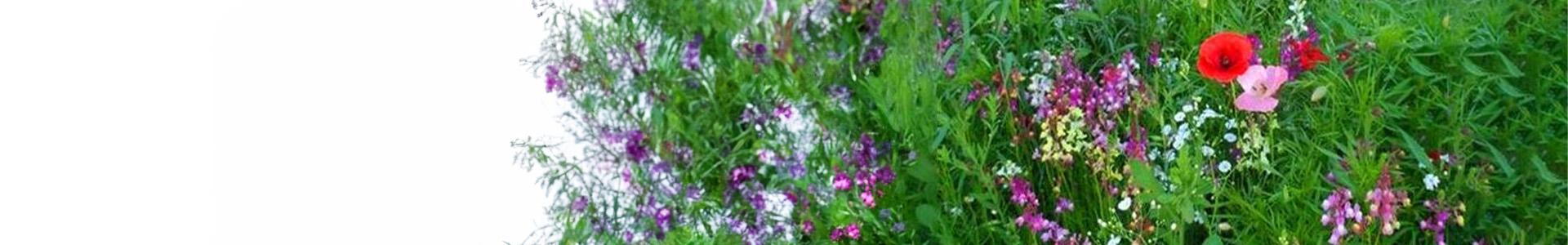 Wild Seeds