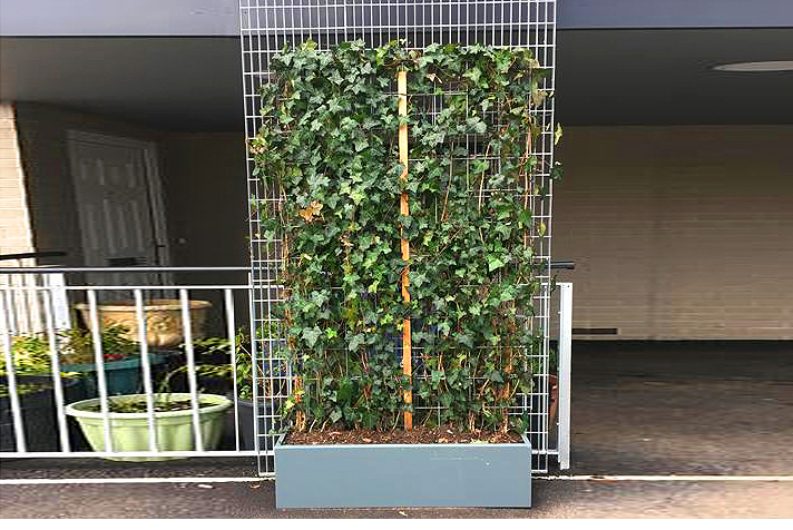 Fencing system with "live" rooted Ivy plant on screens for natural looking demarcation / separation