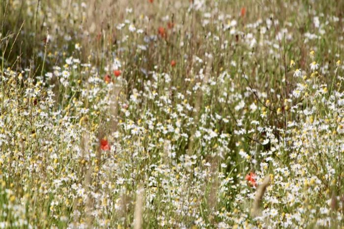 Wildflowers&#x20;for&#x20;Pro&#x20;Basic&#x20;8&#x20;Range