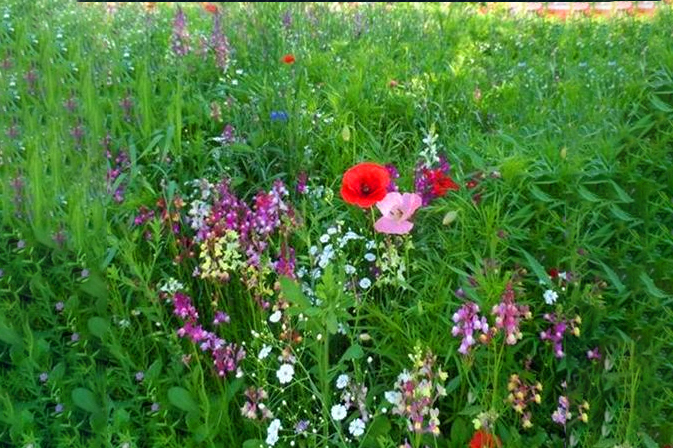 Wild Flower Seeds-Sold by the kilo-Perfect for Perfect for Urban landscaping. Great Choice of mixtures.